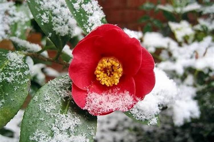 作物是如何通过肥料吸收养分的