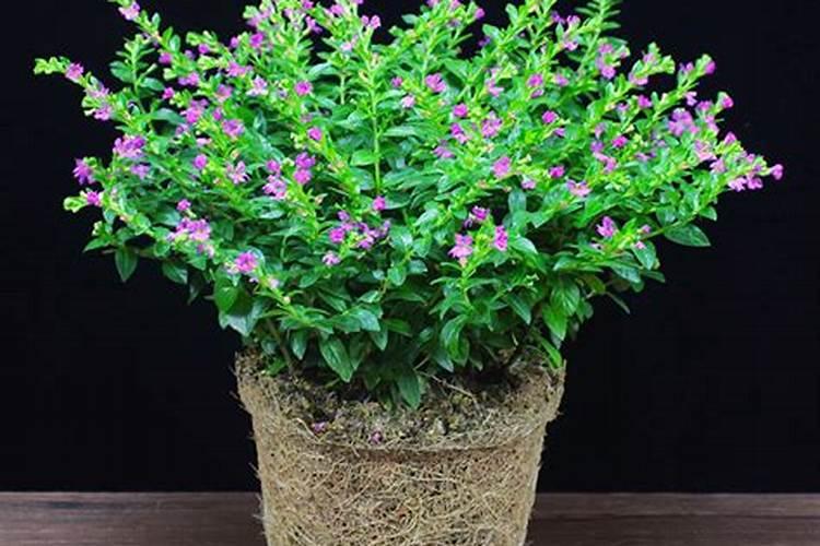 钾肥怎么施效果好