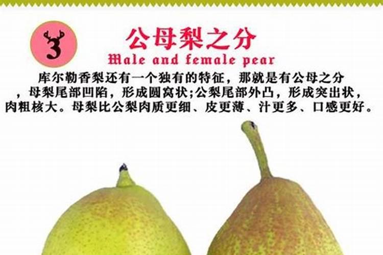 梨树叶面肥用那一种肥？能防果树缺它所需要的养份和病虫害？
