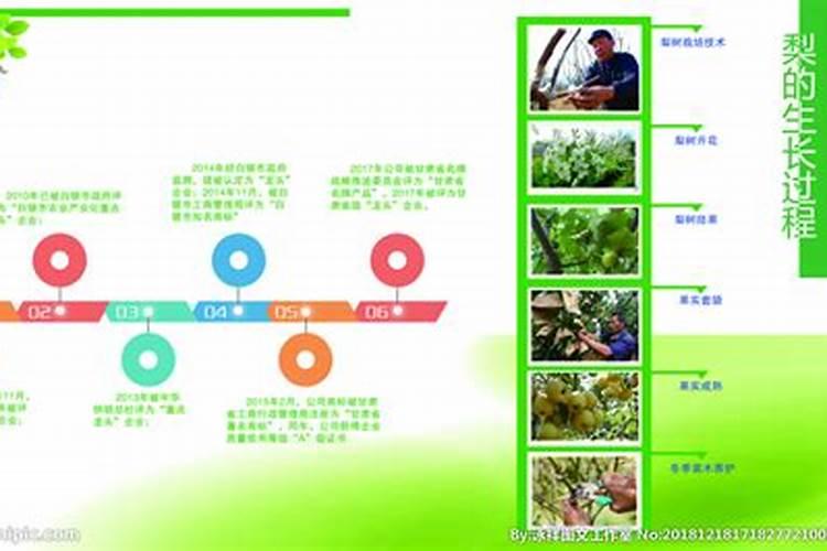 库尔勒香梨怎么领栽