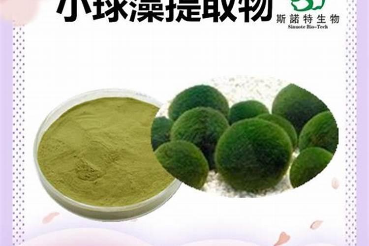 小球藻在水产养殖中的作用