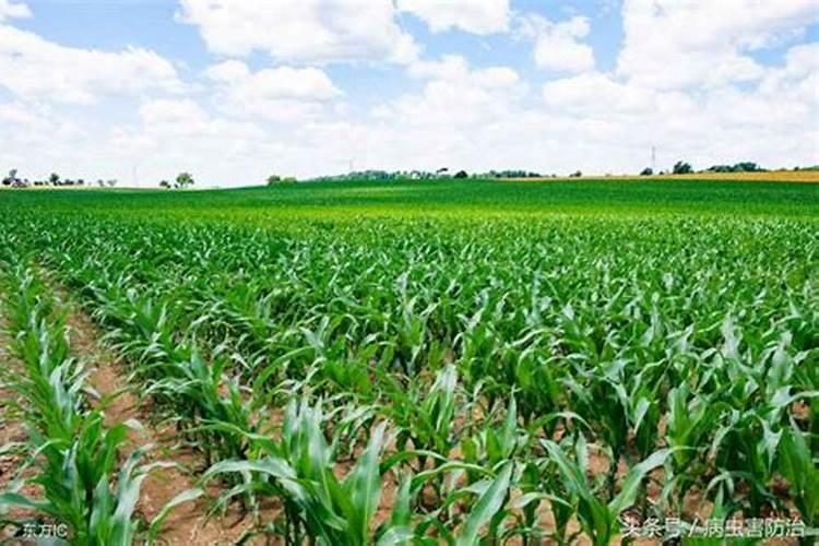 桃树膨大期专用增产叶面肥料？桃树结果期用哪种水溶肥效果好？