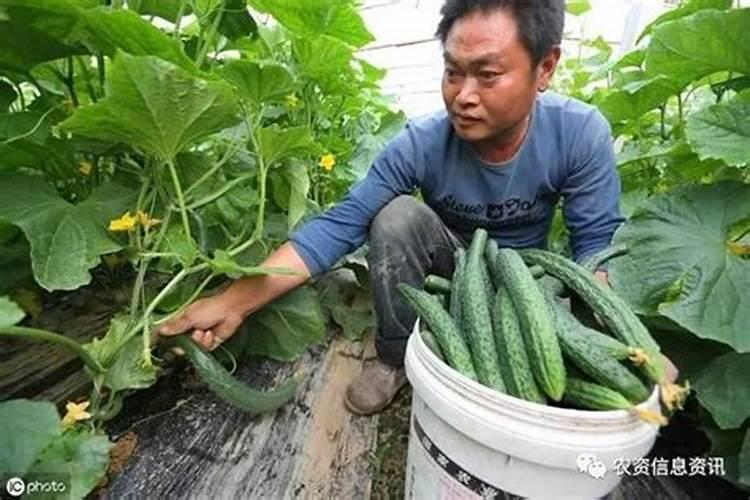 复合肥和磷钾肥有什么区别