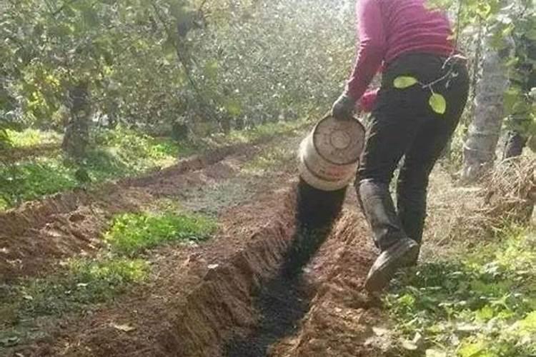 四川涧尔科技有限公司国光施优特水溶肥五千克的多少钱一袋