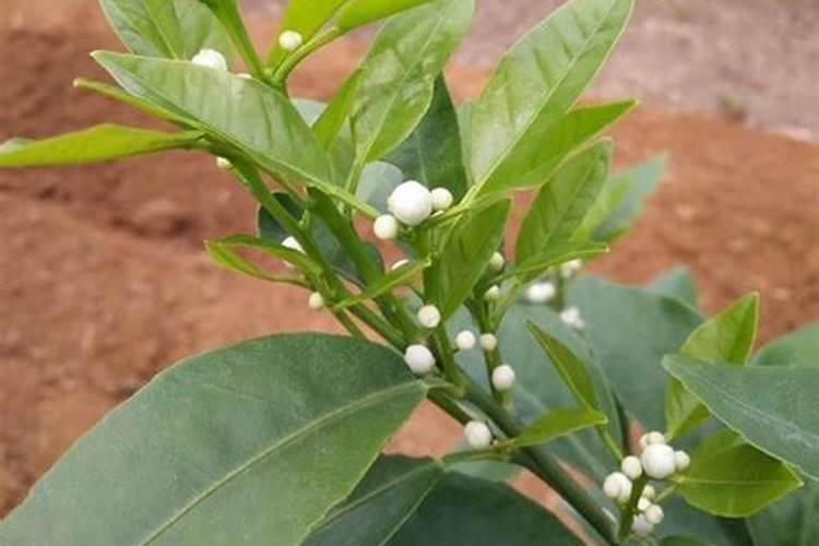 春天果树用什么肥料最好,用什么水溶肥呢？