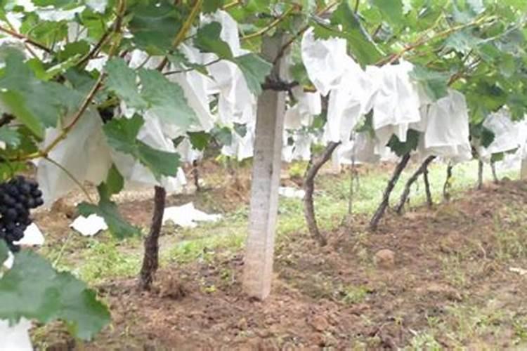 尿素当叶面肥使用方法