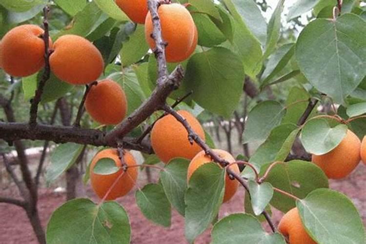 没有插过水稻的田,可以种稙罗汉果吗？