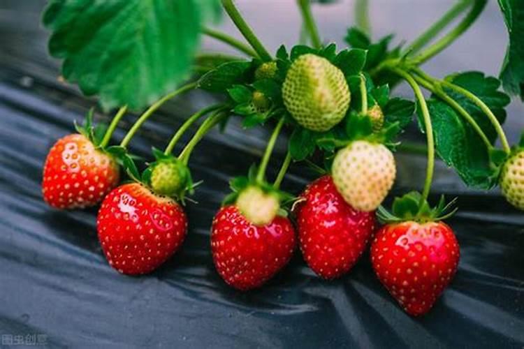 水稻一生需要多少肥