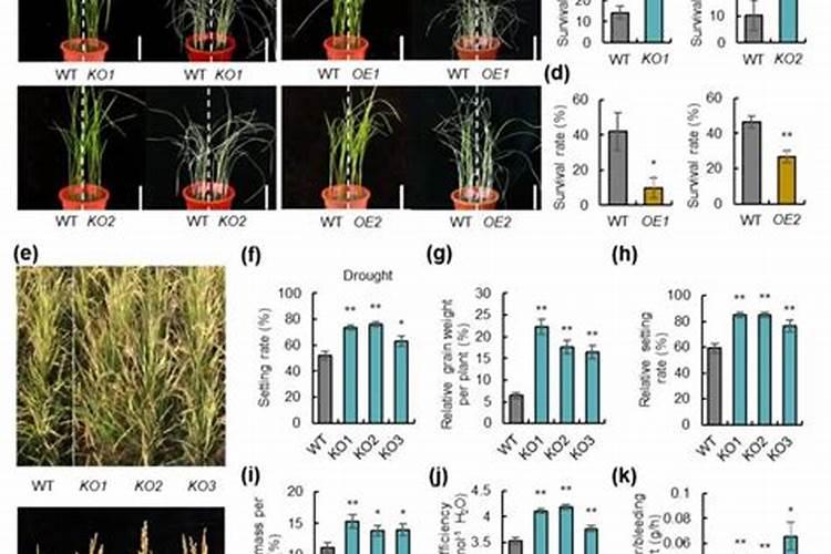 复合肥含矿源黄腐酸钾有标准规定吗