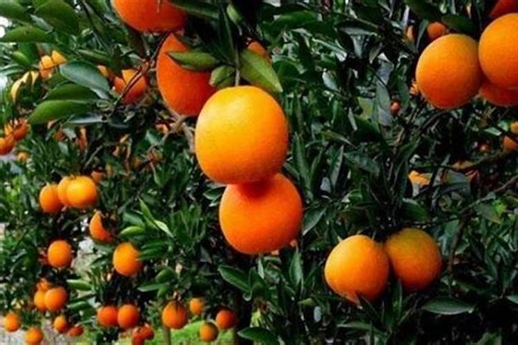 脐橙园根外怎样追肥？