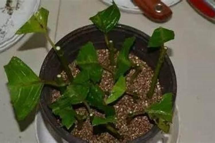 怎么给户外地栽茶花施肥