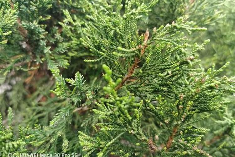 秋肥到底该如何选？高氮、平衡、高钾各有什么差别？