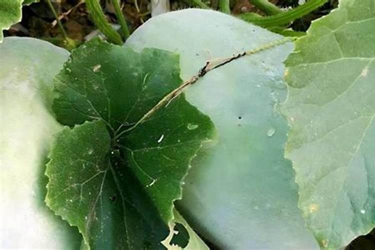 晚冬瓜种植管理要点是什么？该怎样做施肥管理呢？