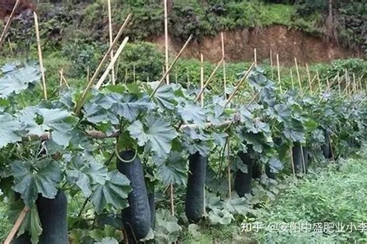 冬瓜种子催芽方法