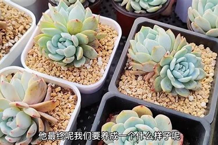 矿源黄腐酸钾和生化黄腐酸钾两者区别大吗？