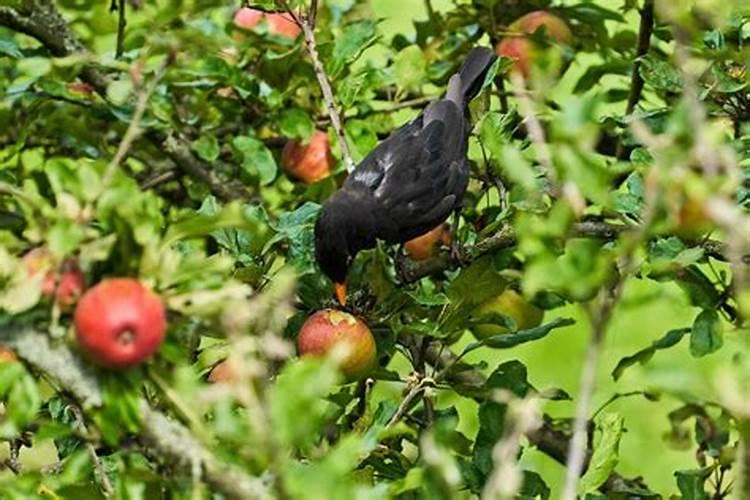 丝瓜催芽需要几天
