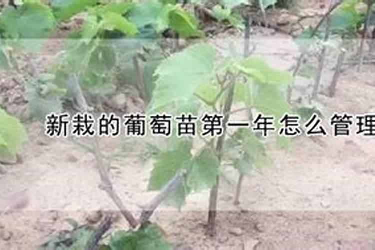氮肥是那几个肥