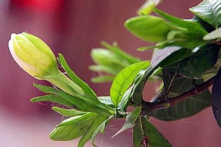 大棚土壤重茬、盐渍化、酸碱失衡问题多,该如何有效的调理？