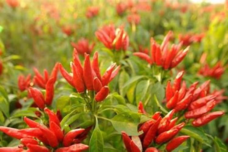 辣椒卷叶怎么回事？