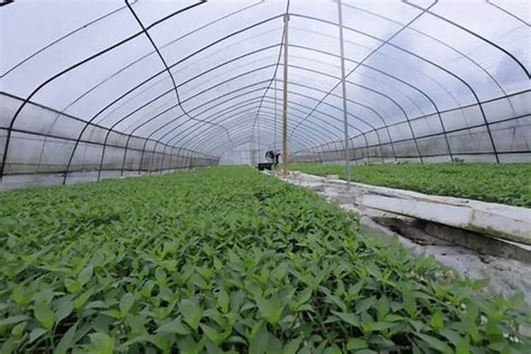 辣椒施肥的正确方法,施肥过多如何处理