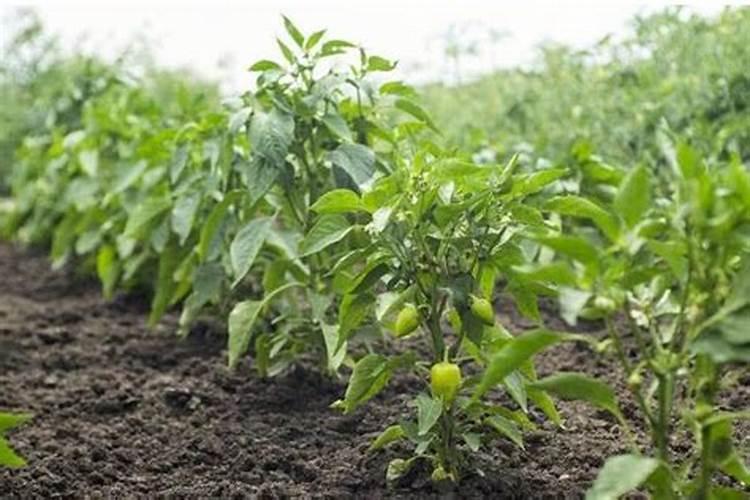 养花可以用硫酸钾型复合肥吗