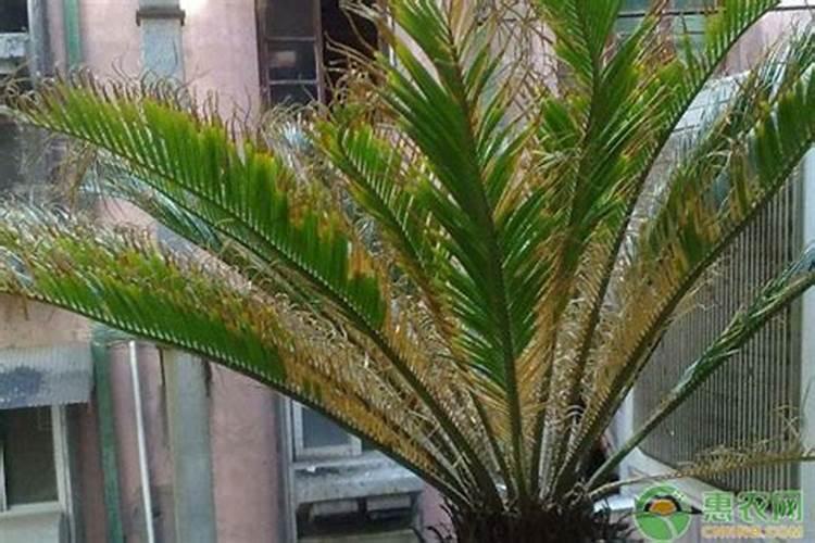 六月份种植的120天的玉米能成熟吗？