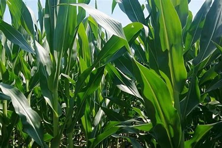 玉米底肥用什么含量的肥料好