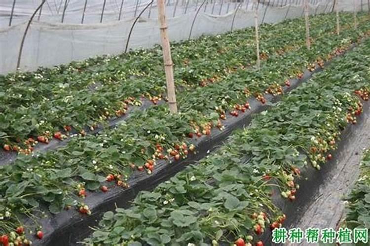 花生追肥用氮.磷钾复合肥还是用硫酸钾复合肥好