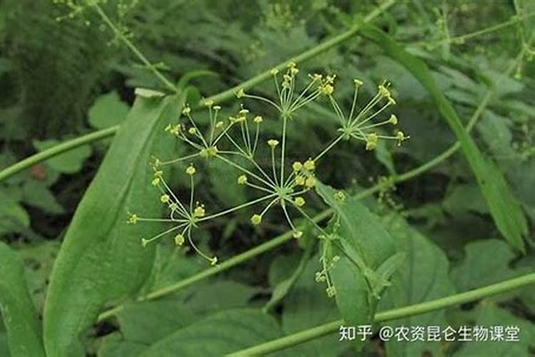 矿源黄腐酸钾在水产养殖中的作用