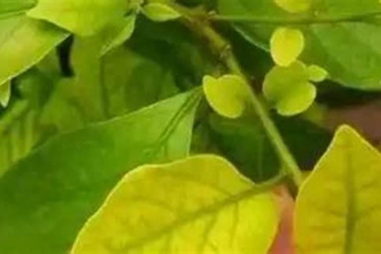 泥蜂窝有什么用图