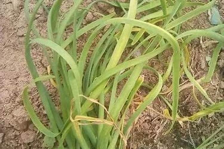 口腔溃疡上的白色东西是什么