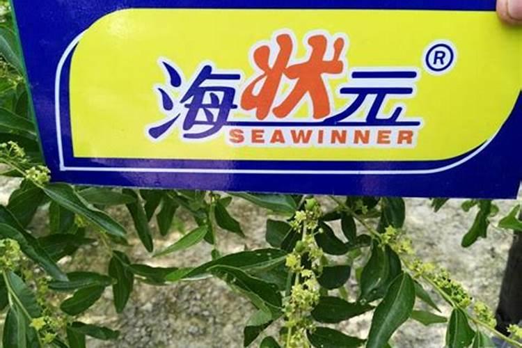 海状元海状元