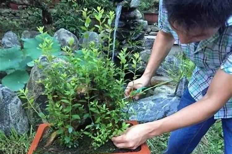 花盆里肥料多了,花叶都焉了怎么办？着急啊。