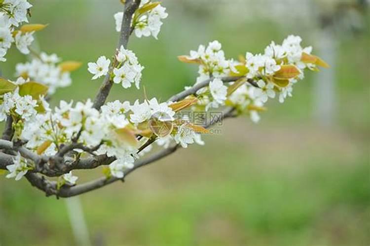 玉米种子浸种后可以用芸苔素再拌种吗？