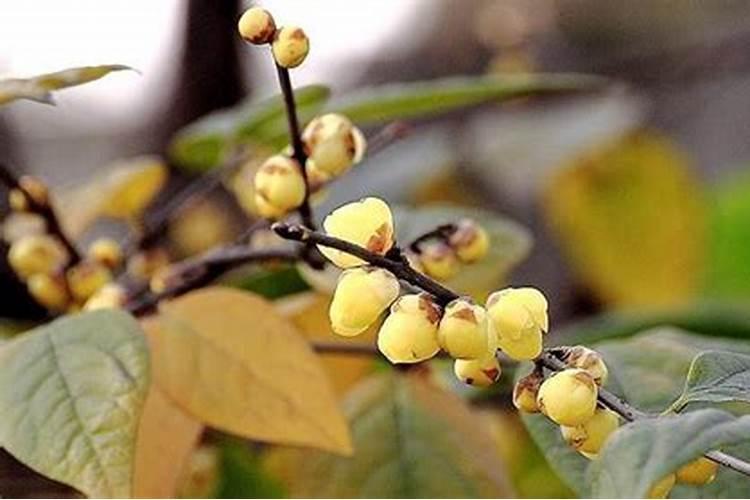 蝴蝶兰施什么肥？