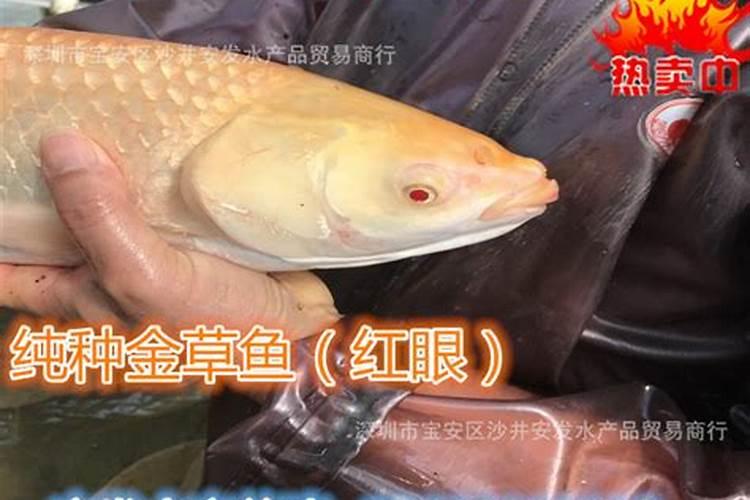 大连观赏鱼市场在哪里