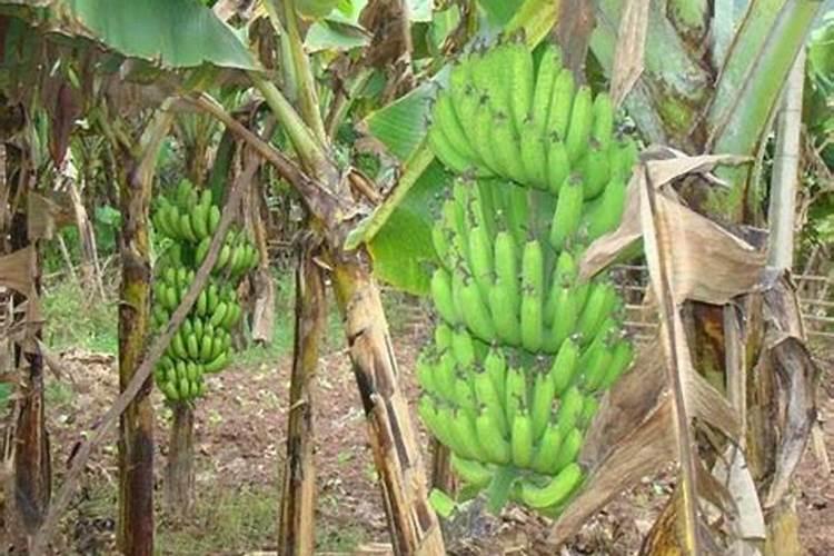 葡萄叶子发黄施什么肥