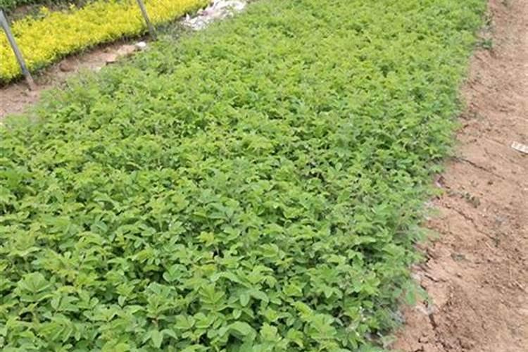 香蕉苗用硝酸钾还是硫酸钾好