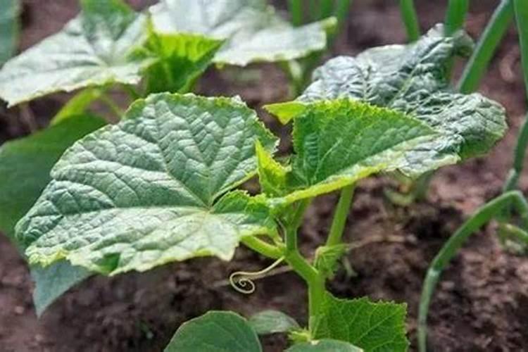 观叶植物施肥以磷肥为主