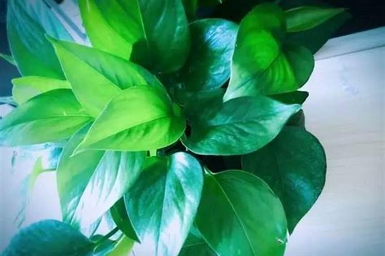 观叶植物用什么肥好