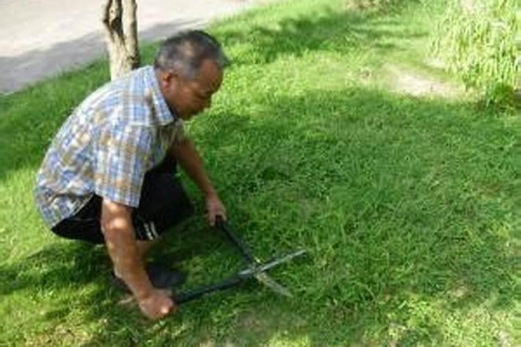 植物叶子发黄施什么肥
