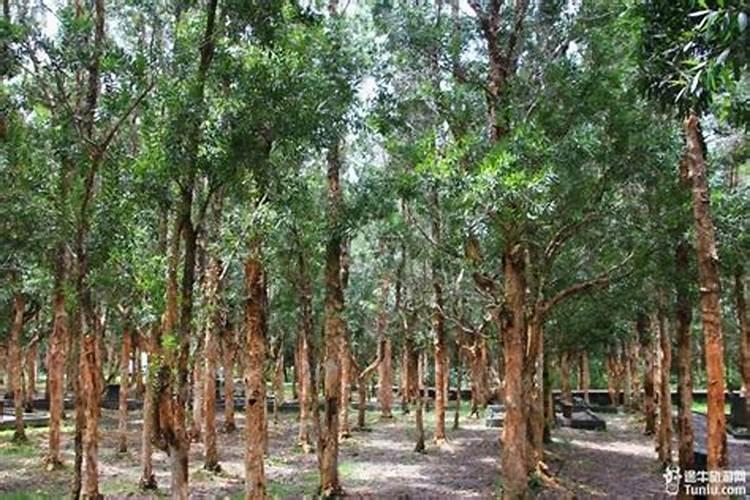 西红柿育苗用什么肥料