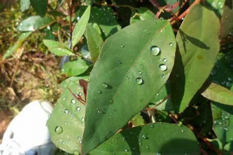 葡萄缺钾病的表现是怎样的？