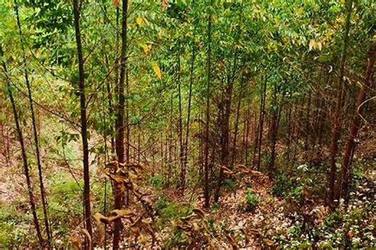 烟苗被冰雹打过,栽上叶子变黄,喷什么农药好