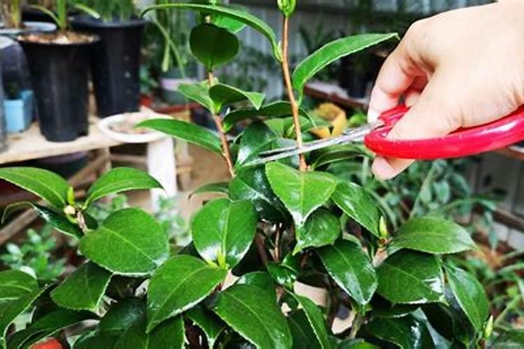 茶花什么时候施肥