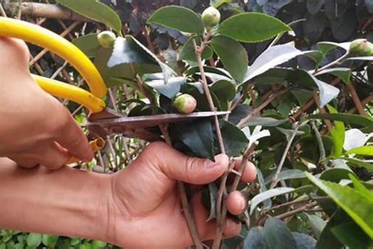茶花花谢了以后应该怎样进行管理？