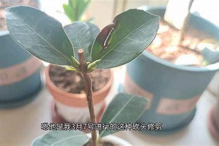 茶花刚剪过枝可以做肥料吗？