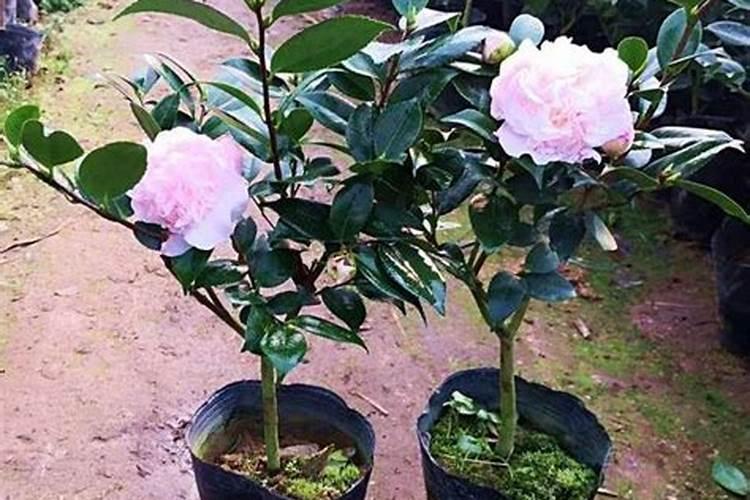 血钾低是什么原因造成的？