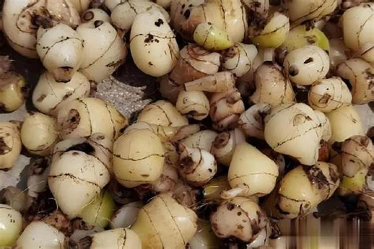 绿萝的营养液怎么使用