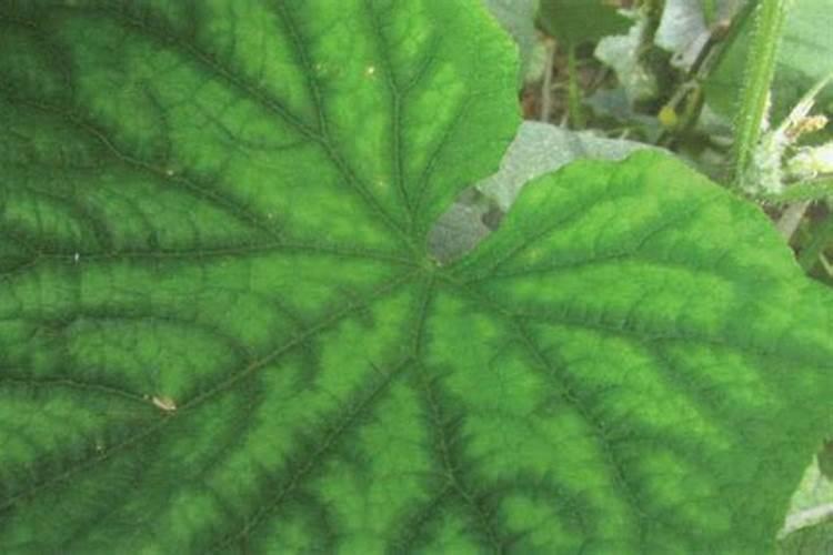 黄瓜秧芯发黄最简单三个步骤